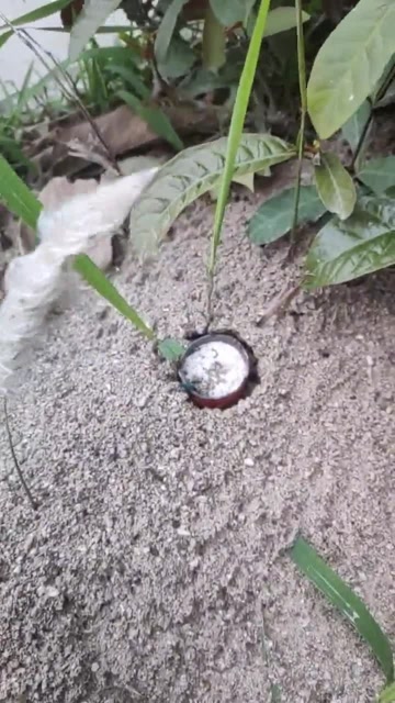 鱼雷炸蚂蚁窝,这是个高手,这也太厉害了_!