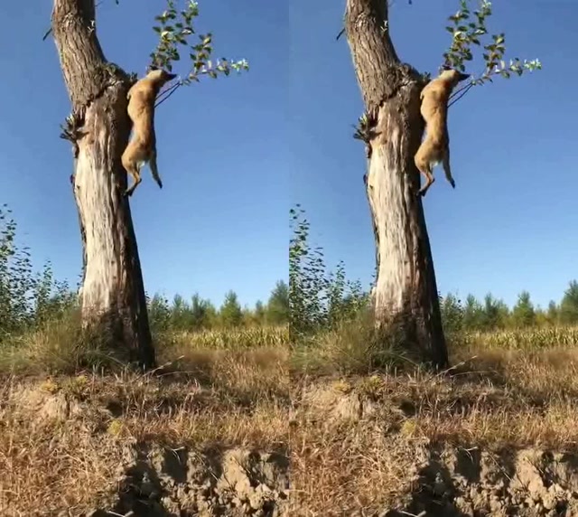 会抱树的狗狗你见过吗