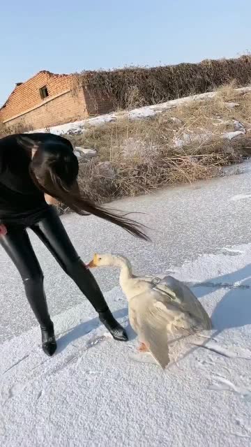 凶猛的大白鹅,追着主人咬