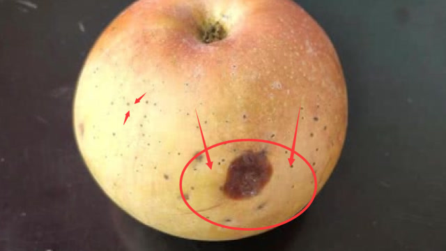 出现黑点的苹果,还能不能吃?显微镜下放大800倍后,真相了