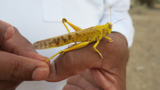 情况比预想严重!巴基斯坦蝗虫进入繁殖期,中国专家:它还咬人