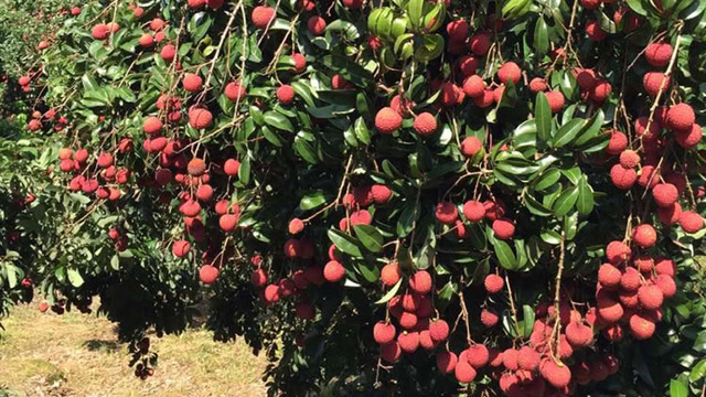 广西桂平麻垌荔枝之乡海陆空航拍荔枝树林