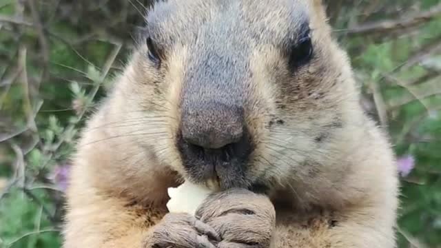 土拨鼠吃东西的样子真好看,居然还有这么可爱的动物,真的被它萌到了!