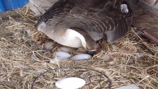 把鸡蛋进入大雁窝里,下一秒直接被踢出,大雁感觉出太小了