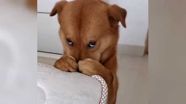 史上最委屈的狗,小可怜样儿