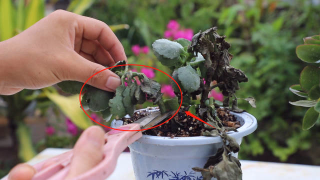 长寿花黑腐烂掉了,处理时不要"大意",细节不做好根本治不好