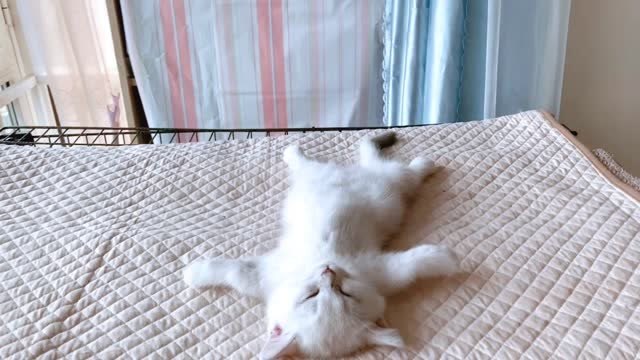 全网最豪横睡姿,接受挑战!