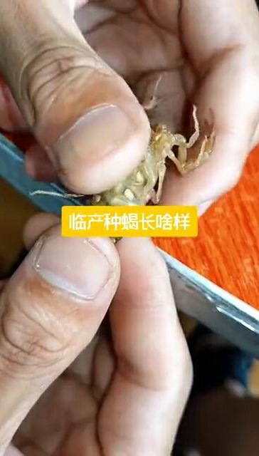 可以看到肚子里有白色米粒状的卵蝎子,是临产的蝎子
