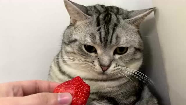 主人喂猫咪吃草莓,结果猫咪这样的表情,这是为什么?