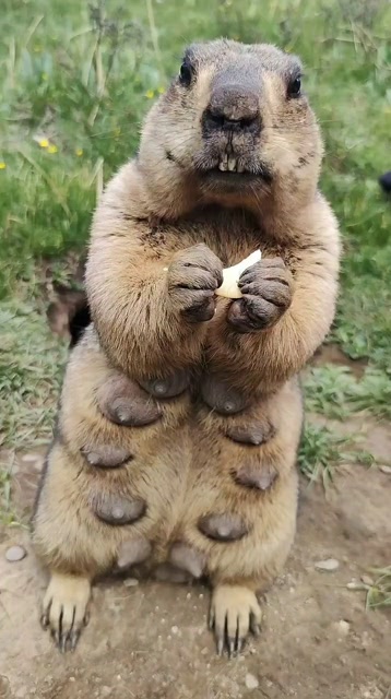 土拨鼠好可爱,尤其是它的表情,萌萌的好无辜的样子