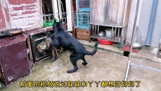 狗狗的两个老婆都想怀宝宝,只有一个公狗,干脆三个放在一块,自己选择