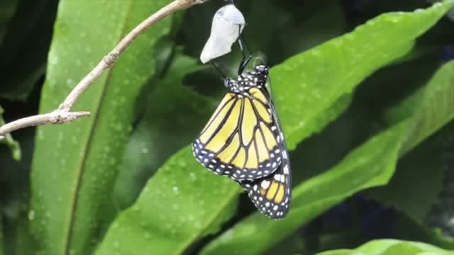 蝴蝶破茧成蝶的瞬间,大自然的神奇