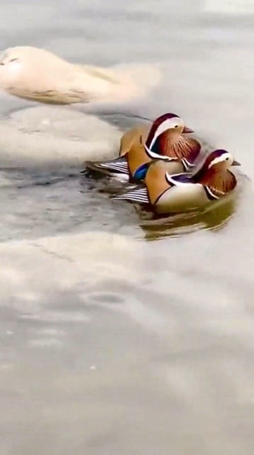 家里养了一对鸳鸯,整天出双入对,太让人羡慕了