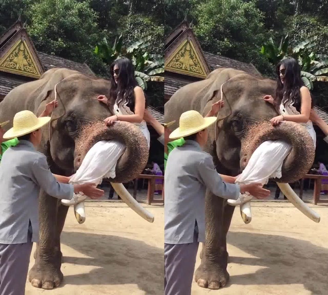 坐在大象鼻子上拍摄!看到这一幕!大象训练的真好