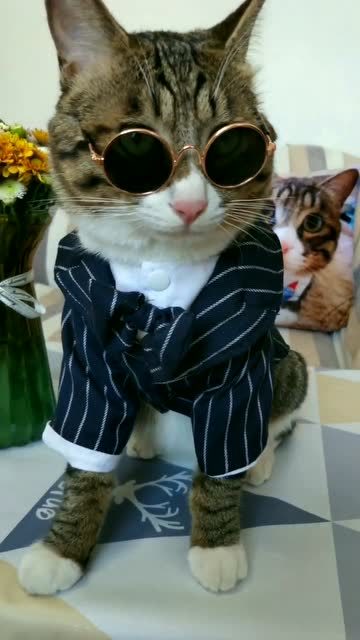 我家猫咪穿上制服还是很帅的嘛