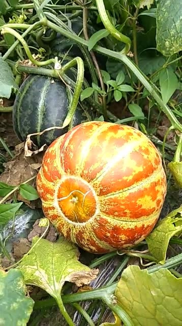 这种瓜你们见过吗山东这边叫面瓜你们那边都是叫什么