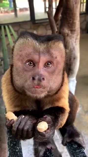 人面猴,五官神似人,真是太稀奇了