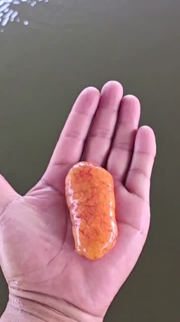 专吃鱼卵清道夫的"蛋",放到高温油杯里油炸,简直是人间美味!