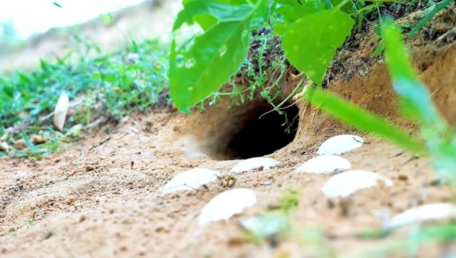 蛇真的会见洞就钻么?