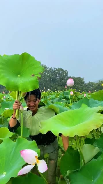 荷叶是小朋友的雨伞