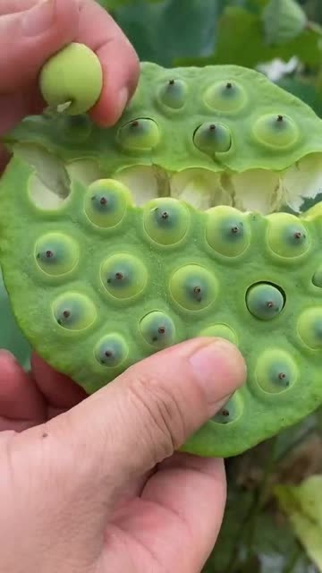 家乡特产莲蓬,果实新鲜饱满,一口咬下去清甜又爽口!