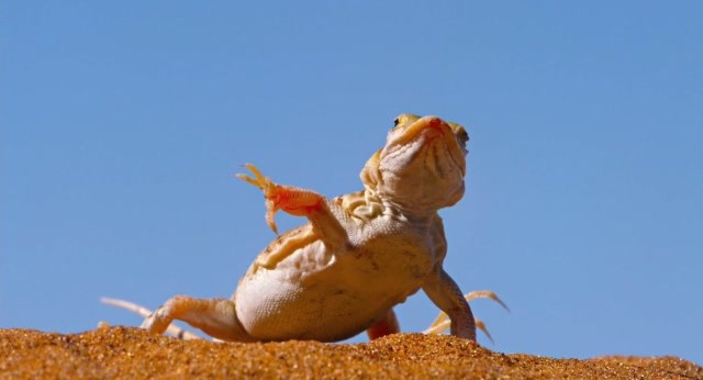 在沙漠烈日下跳舞的蜥蜴,小家伙随时都要面对大问题!