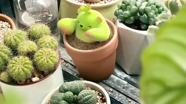 萌芽熊,这样软萌的小多肉,来一盆,真的很可爱的啊有木有感觉到!