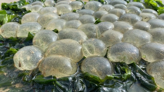 海涛赶海,沙滩发现一片泥螺卵,看见一定不要踩