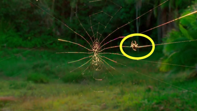 蜘蛛会被别的蜘蛛网缠住吗?男子亲自试验,看完长知识了