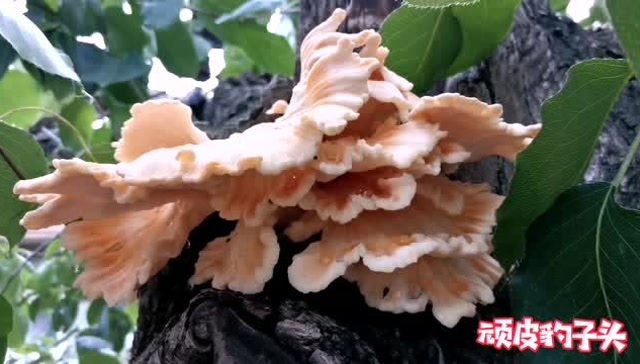 老梨树上长出了蘑菇,长得挺好看的,用它炒肉很好吃