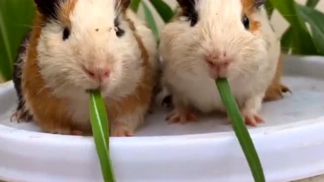 两只仓鼠一起吃草,这小嘴巴也太可爱了吧,你的少女心被萌化了吗!