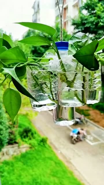 用矿泉水瓶做个花盆简单实用又环保