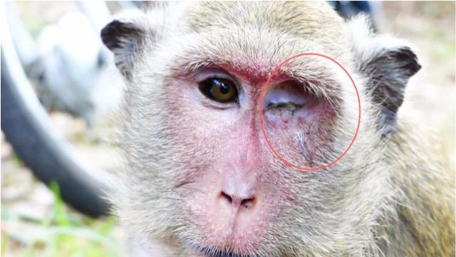 独眼猴的眼睛怎么了,流了些眼泪一样!