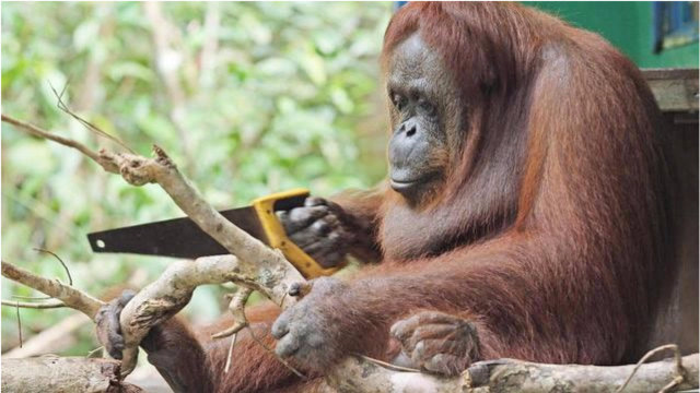 大猩猩模仿人类工作,竟也玩起锯木头,这猩猩是成精了?