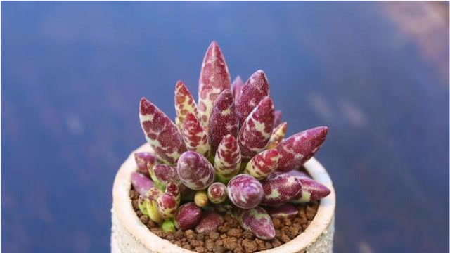 梅花鹿水泡多肉,看着就会爱不释手的肉肉