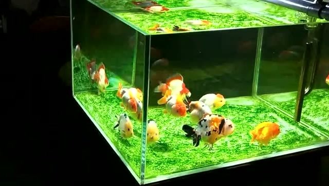 分享一个精品鱼缸给大家欣赏,一群兰寿金鱼养的真好看