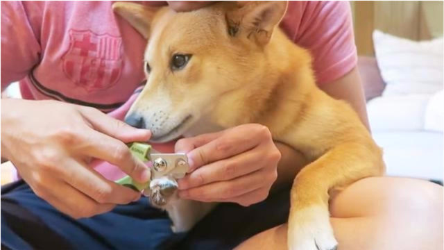 主人在家没事做,帮柴犬剪指甲,这货表情都快把人萌化了!