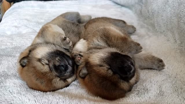 两只小狗狗在一起睡觉,翻身都那么可爱,你想拥有吗?