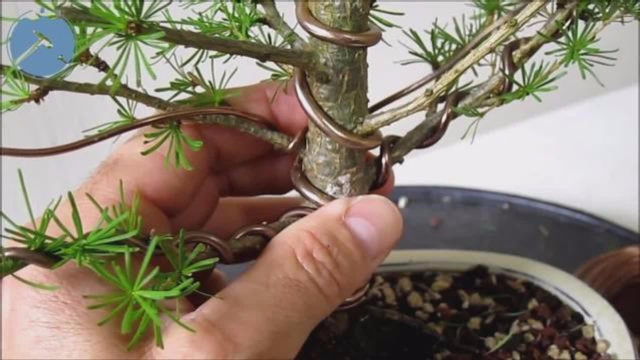 蟠扎,别致巧妙的园艺技术,盘扎技巧全方位展现盆景造型常见技法