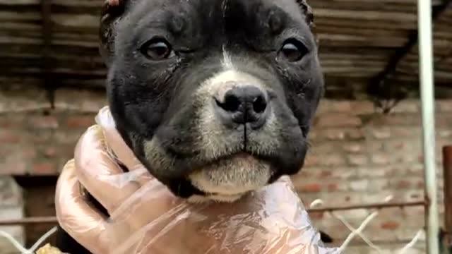 两只小恶霸犬裁耳了,一只虎皮色一只黑色
