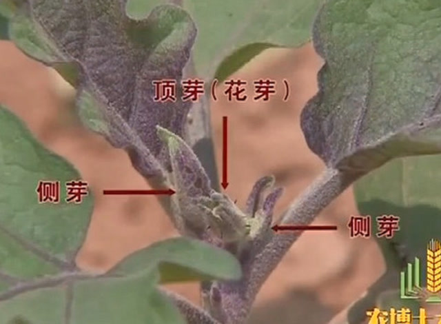 茄子的分支结果习性,属于假二叉分支,即顶芽会变成花芽