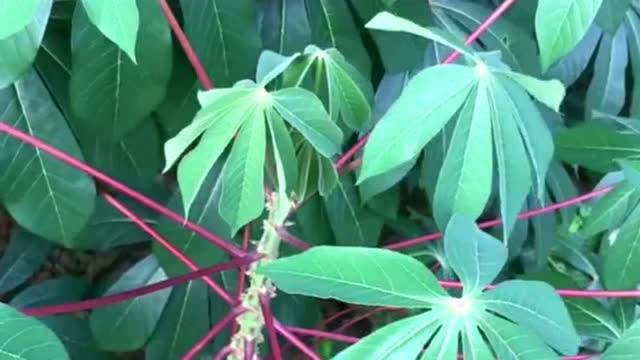 钓鱼小技巧夏季草鱼的天然神饵木薯叶有机会试试啊