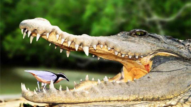 世界最"作死"的鸟,头伸鳄鱼嘴里找食物,从来不会被"爆头"!