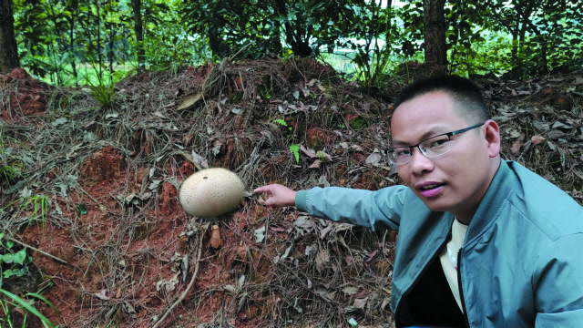 路边发现几个马屁包,圆圆的像鸡蛋,一斤能卖100元