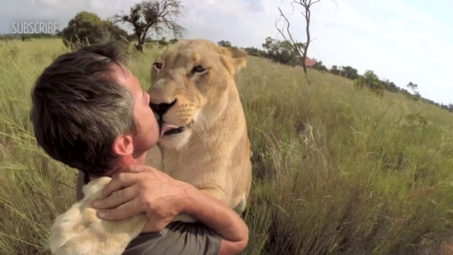 草原霸主狮子,飞扑只为拥抱,您的大号宠物已上线