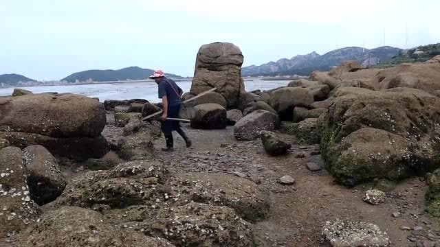 泰叔带三齿钉耙赶海,毫无成本抓一大筐海货,也就海边人有这待遇