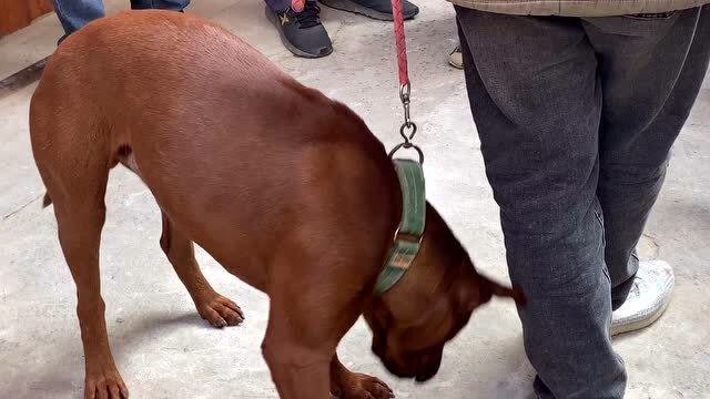 红毛大狗真帅,极品花狗惹人爱,不买也要多模几下.