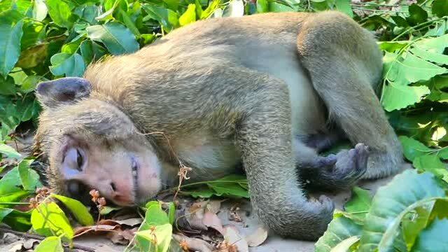 猴子躺着被弹图片