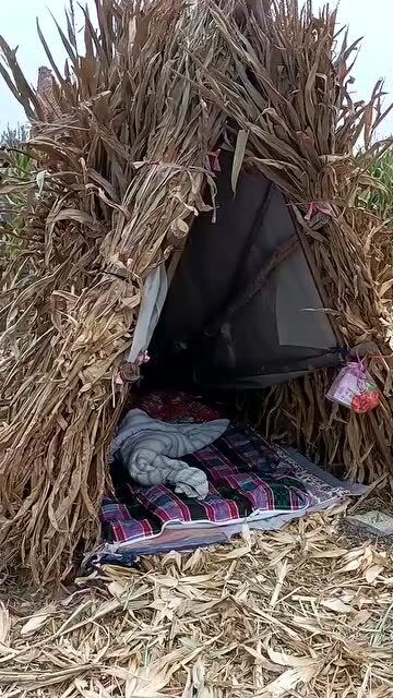 农村人为了守护甘蔗地,大晚上睡这种草帐篷,天气再冷都不能回家!
