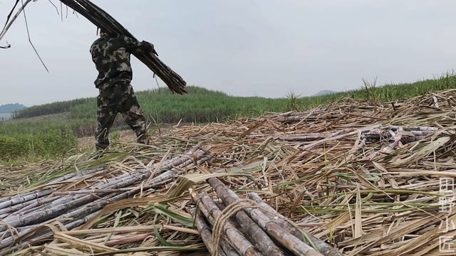 一家三口砍甘蔗分工明确,小匠一人挑战扛20吨甘蔗,能否成功!
